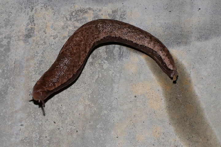 ヤマナメクジ　【No.529】　Incilaria fruhstorferi