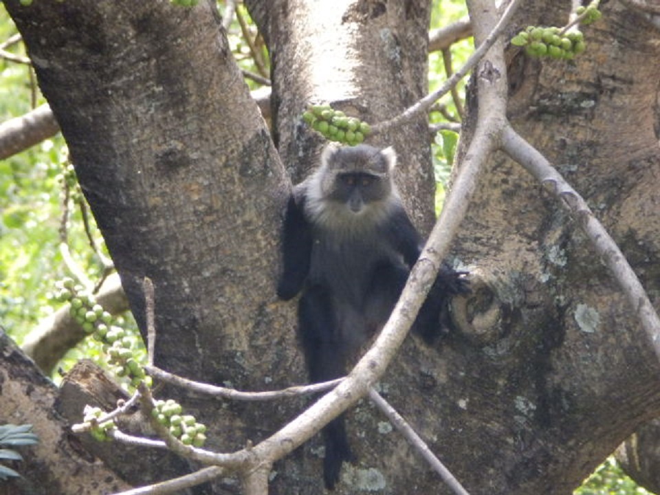 サイクスモンキー　【No.22】　Cercopithecus albogularis