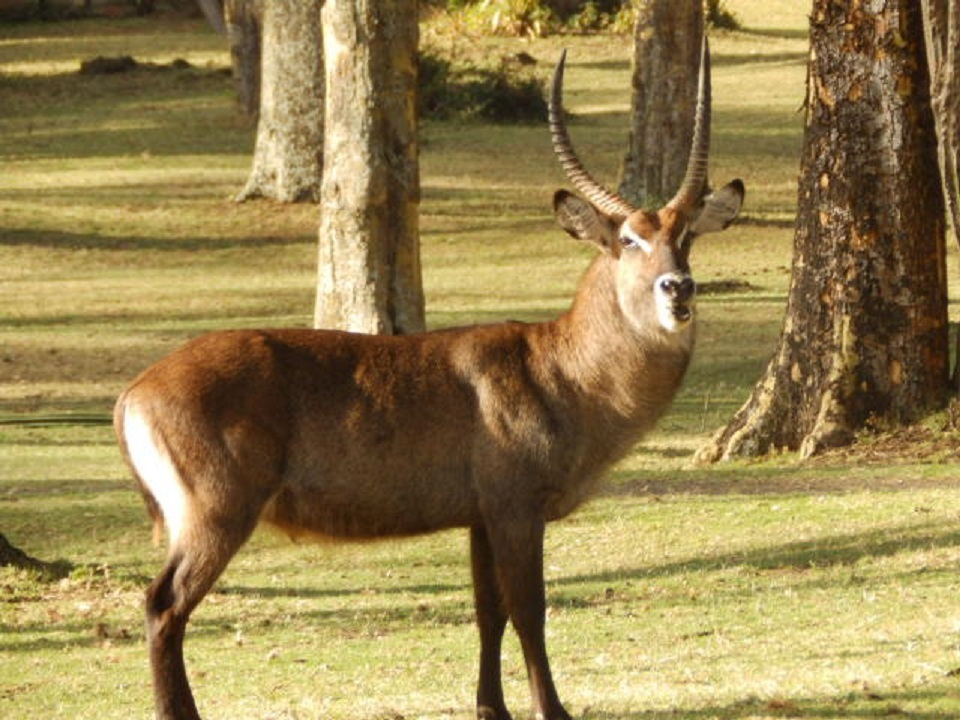 ウォーターバック　【No.27】　Kobus ellipsiprymnus