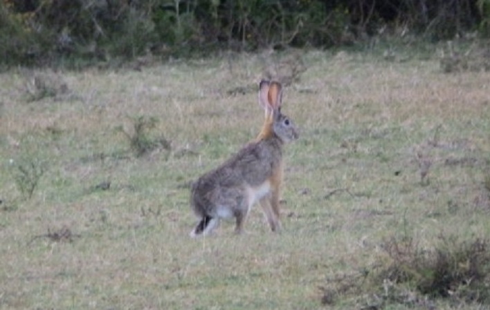 ケープノウサギ　【No.29】　Lepus capensis