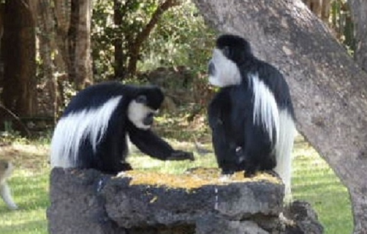 アビシニアコロブス　【No.32】　Colobus guereza