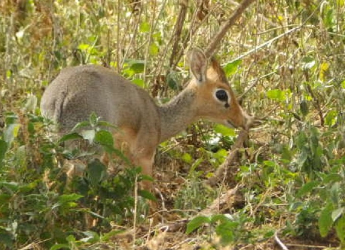 キルクディクディク　【No.37】　Madoqua kirkii