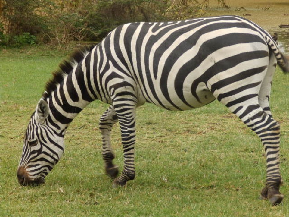 サバンナシマウマ　【No.46】　Equus quagga