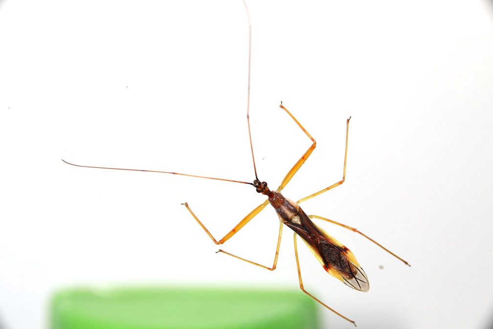 ヒゲナガサシガメ 【No.1585】｜WEB生物図鑑（昆虫）