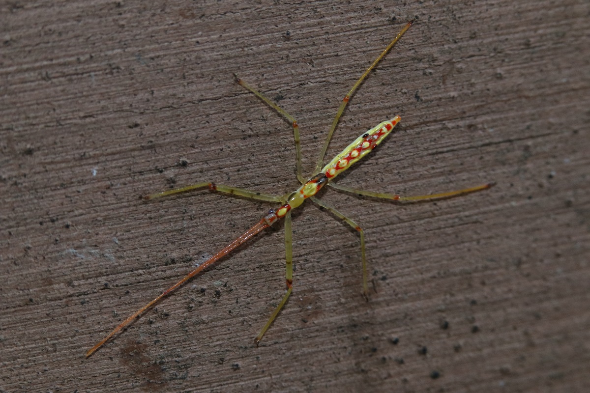 ヒゲナガサシガメ 【No.1585】｜WEB生物図鑑（昆虫）