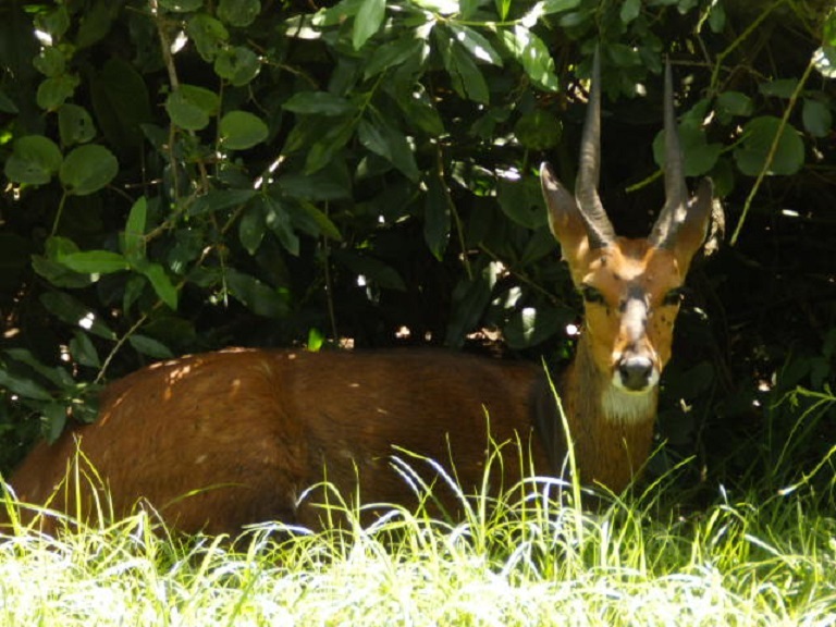 ブッシュバック　【No.58】　Tragelaphus scriptus