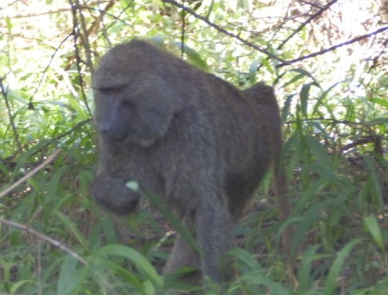 アヌビスヒヒ　【No.59】　Papio anubis