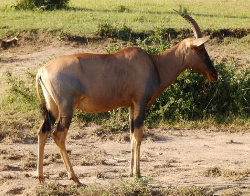 トピ　【No.66】　Damaliscus korrigum