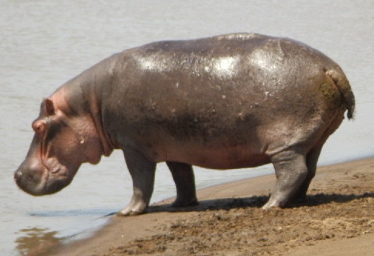 カバ　【No.73】　Hippopotamus amphibius