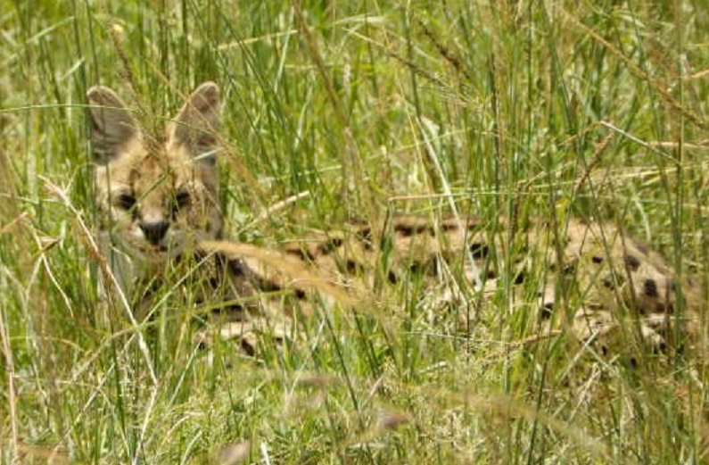 サーバル　【No.74】　Leptailurus serval