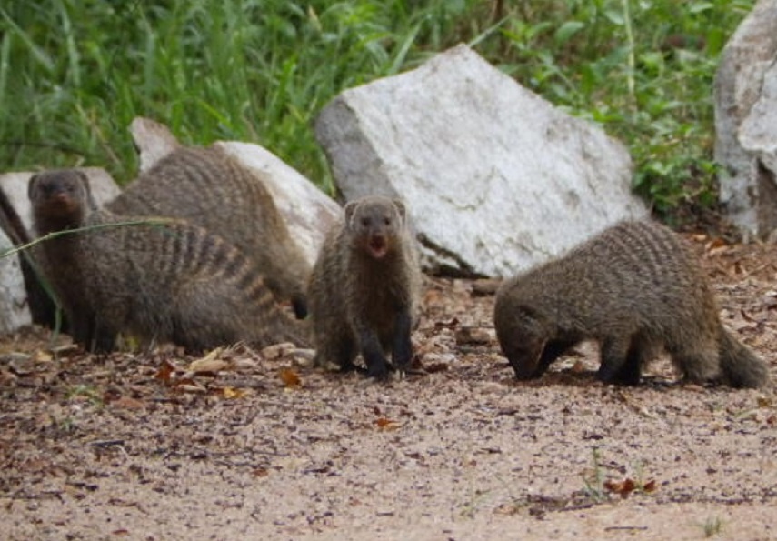 シママングース　【No.78】　Mungos mungo