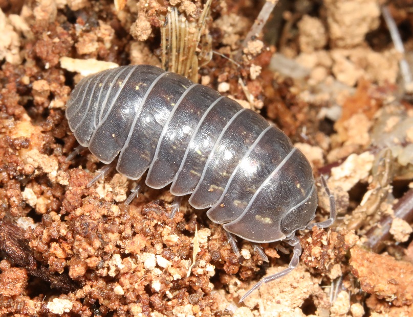 オカダンゴムシ　【No.93】　Armadillidium vulgare