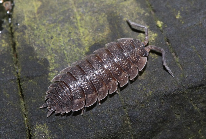 トップ|Web生物図鑑
