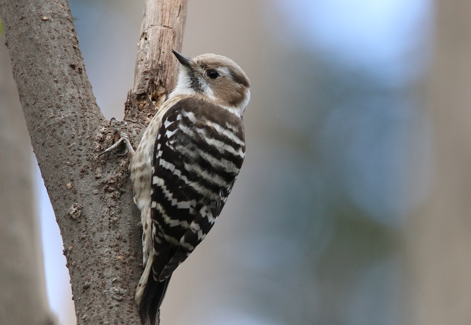 コゲラ　【No.140】　Dendrocopos kizuki