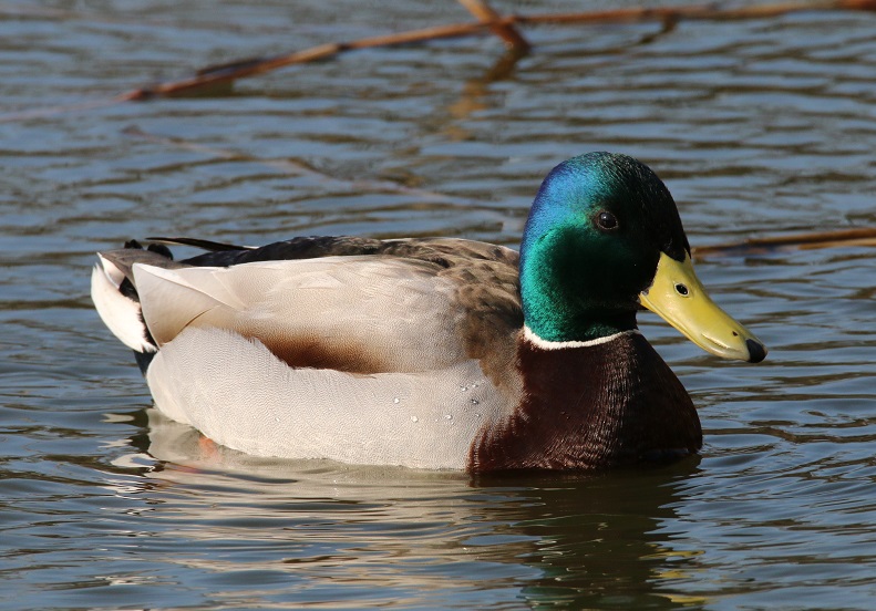 マガモ　【No.155】　Anas platyrhynchos