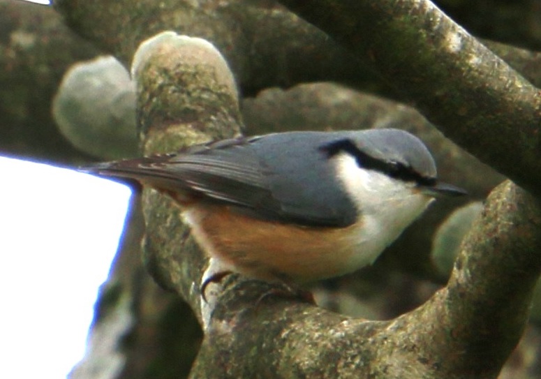 ゴジュウカラ　【No.164】　Sitta europaea