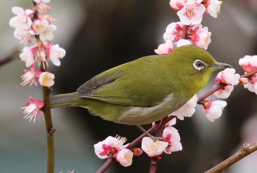 メジロ　【No.283】　Zosterops japonicus