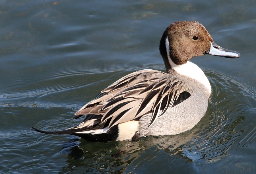 オナガガモ　【No.286】　Anas acuta