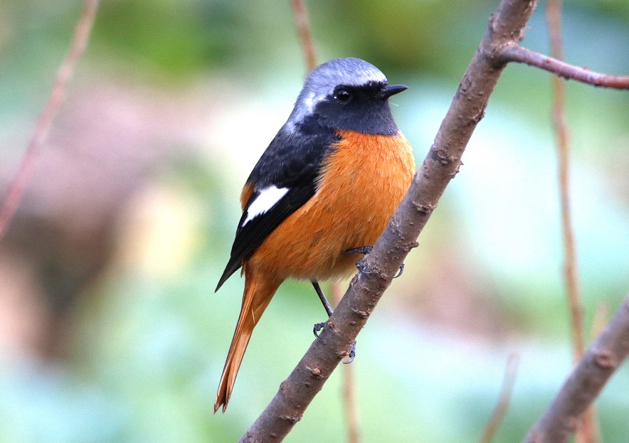 ジョウビタキ　【No.282】　Phoenicurus auroreus