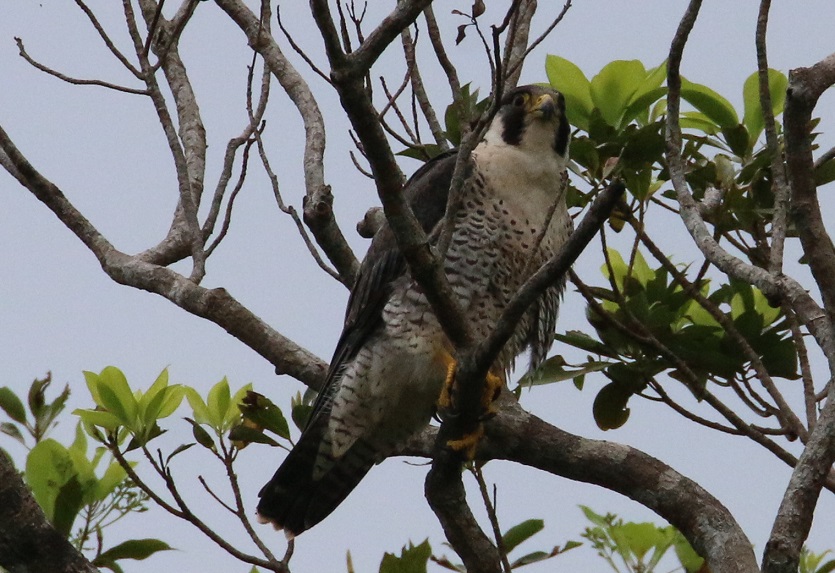 ハヤブサ　【No.289】　Falco peregrinus