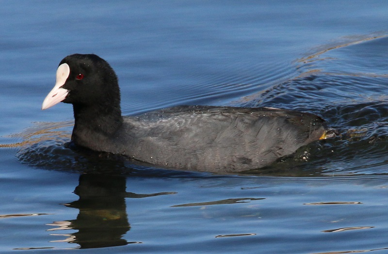 オオバン　【No.318】　Fulica atra