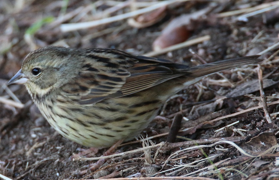アオジ　【No.319】　Emberiza spodocephala