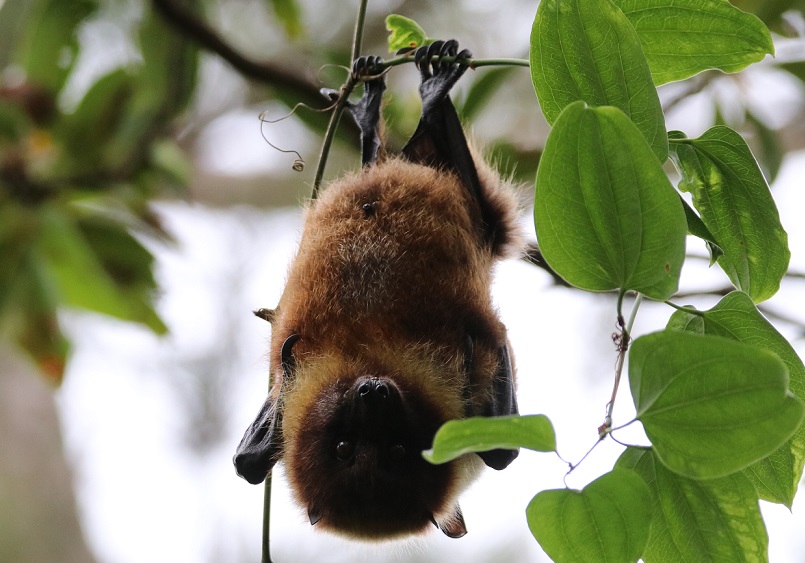 ヤエヤマオオコウモリ（クビワオオコウモリ）　【No.293-1】　Pteropus dasymallus yayeyamae