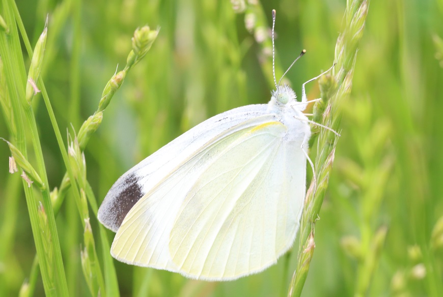 モンシロチョウ　【No.130】　Pieris rapae