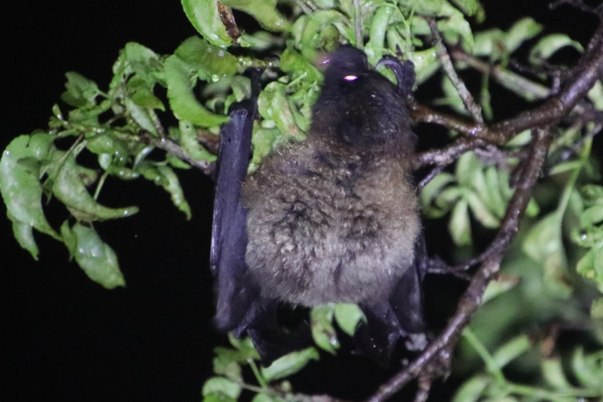 オリイオオコウモリ（クビワオオコウモリ）　【No.293-2】　Pteropus dasymallus inopinatus