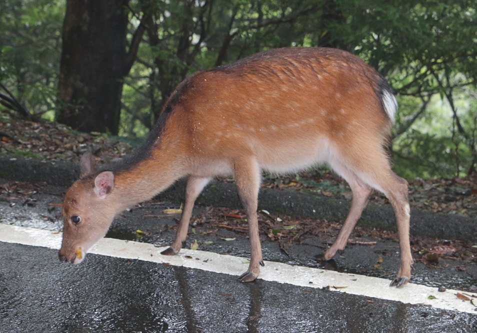 ヤクシカ（ニホンジカ）【No.143-2】　Cervus nippon yakushimae