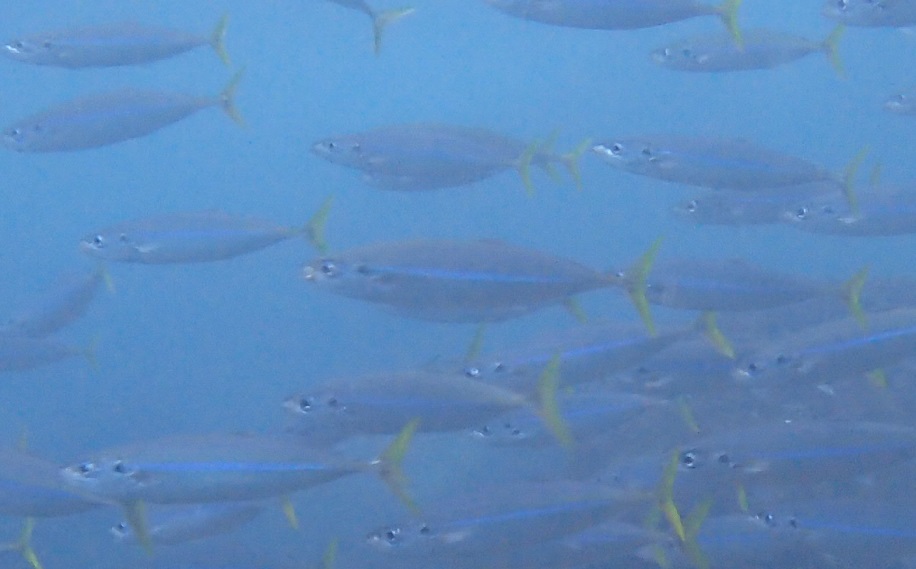 魚類一覧|WEB生物図鑑