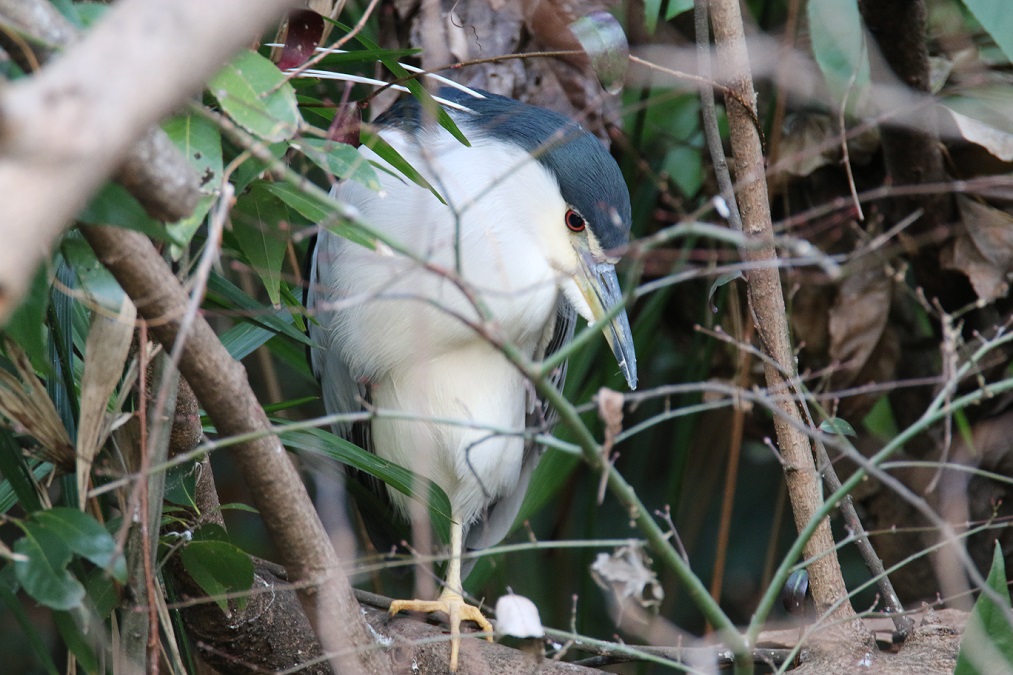 ゴイサギ【No.334】　Nycticorax nycticorax