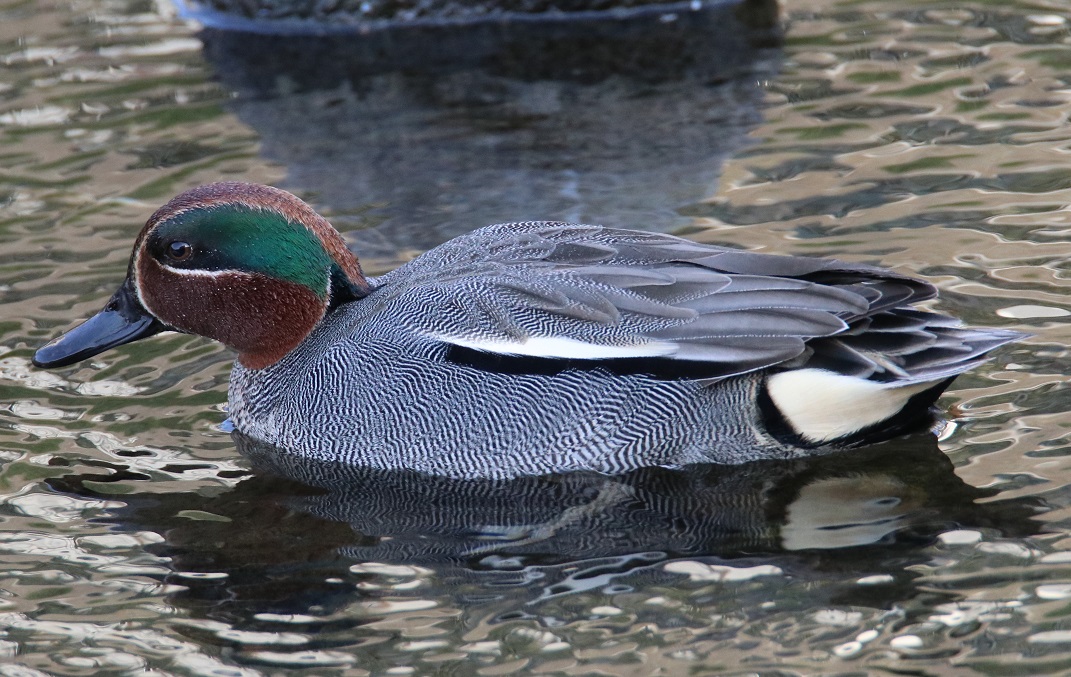 コガモ【No.339】　Anas crecca