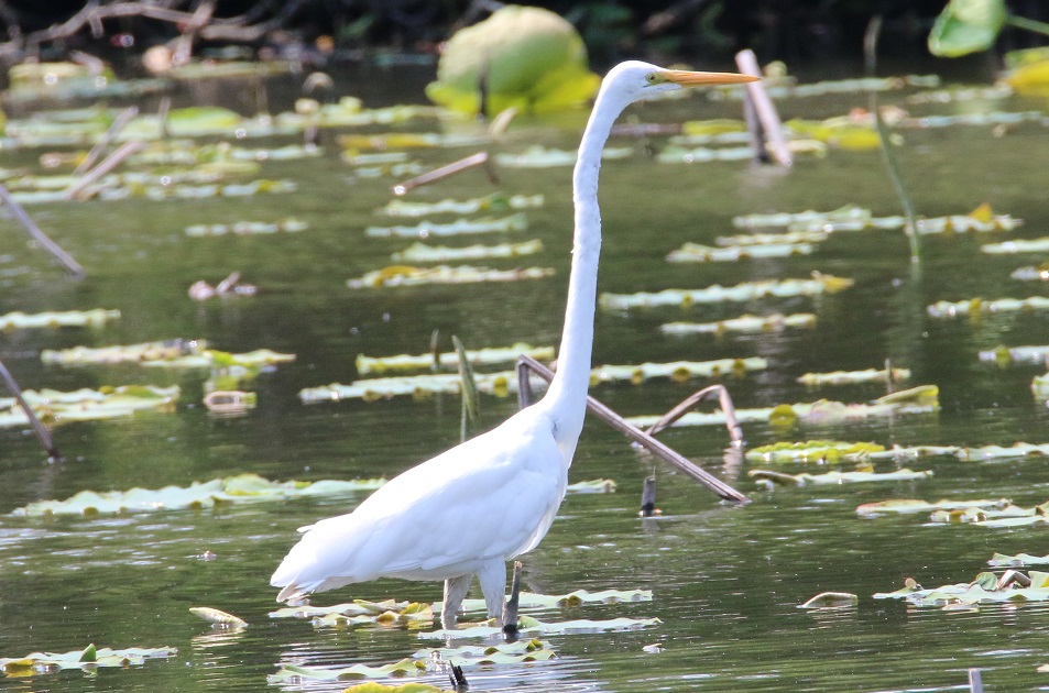 ダイサギ【No.434】　Ardea alba