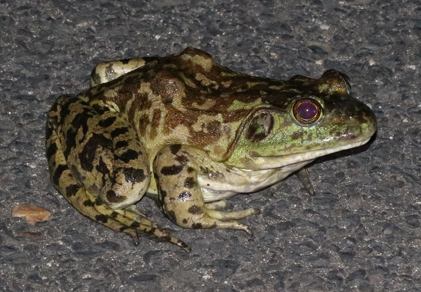 ウシガエル【No.531】|WEB生物図鑑(爬虫・両生類)
