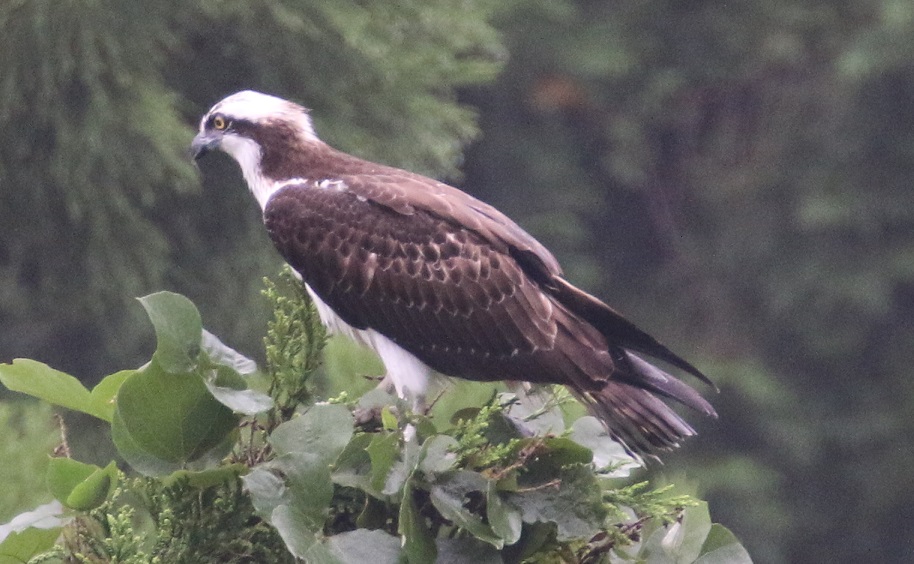 ミサゴ【No.674】　Pandion haliaetus