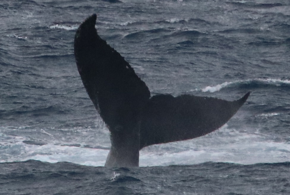 ザトウクジラ【No.2984】　Megaptera novaeangliae