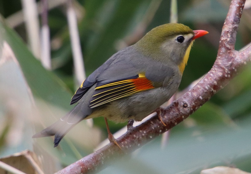 ソウシチョウ【No.2604】　Leiothrix lutea