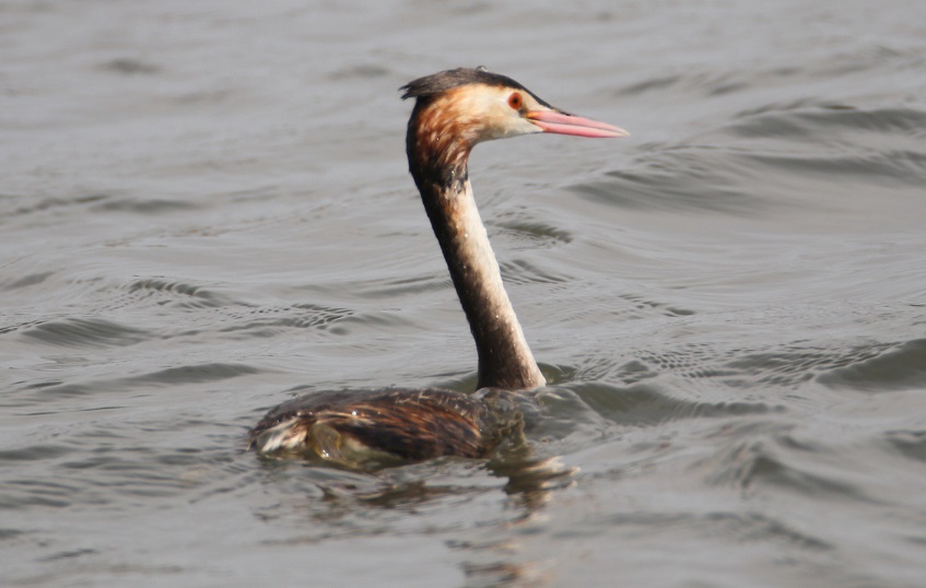 カンムリカイツブリ【No.773】　Podiceps cristatus