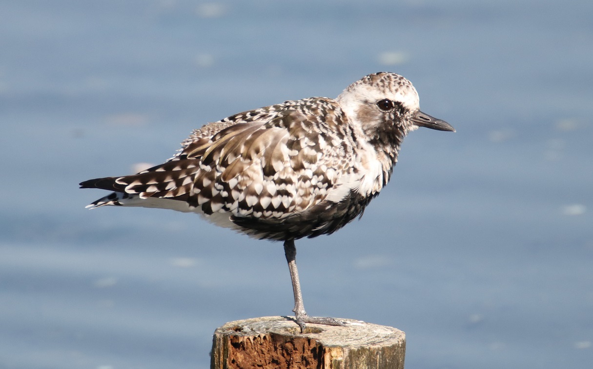 ダイゼン【No.768】　Pluvialis squatarola