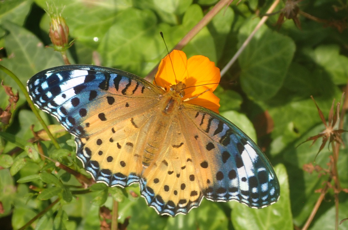 ツマグロヒョウモン【No.466】　Argyreus hyperbius