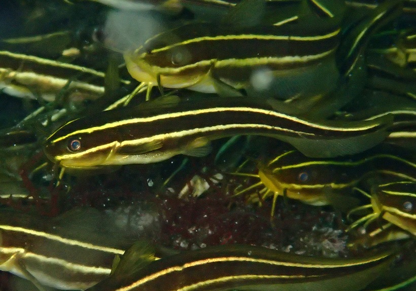ゴンズイ【No.803】|WEB生物図鑑(魚類)