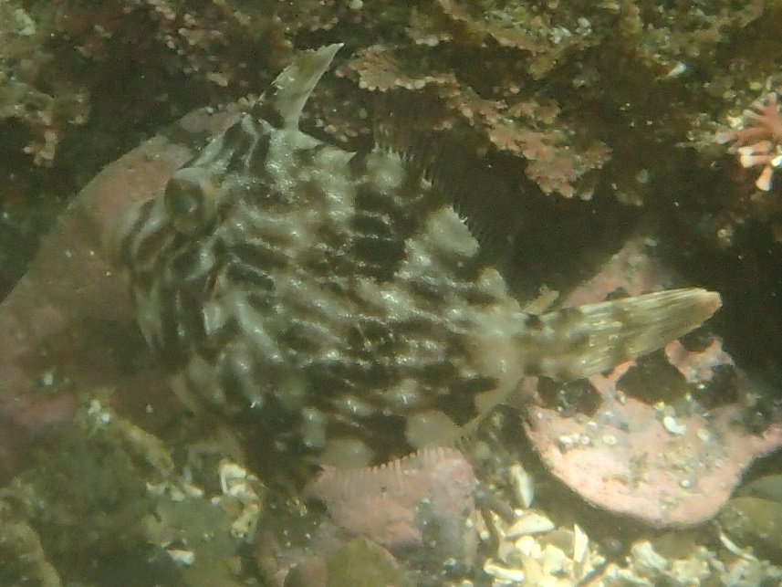 カワハギ【No.806】|WEB生物図鑑(魚類)