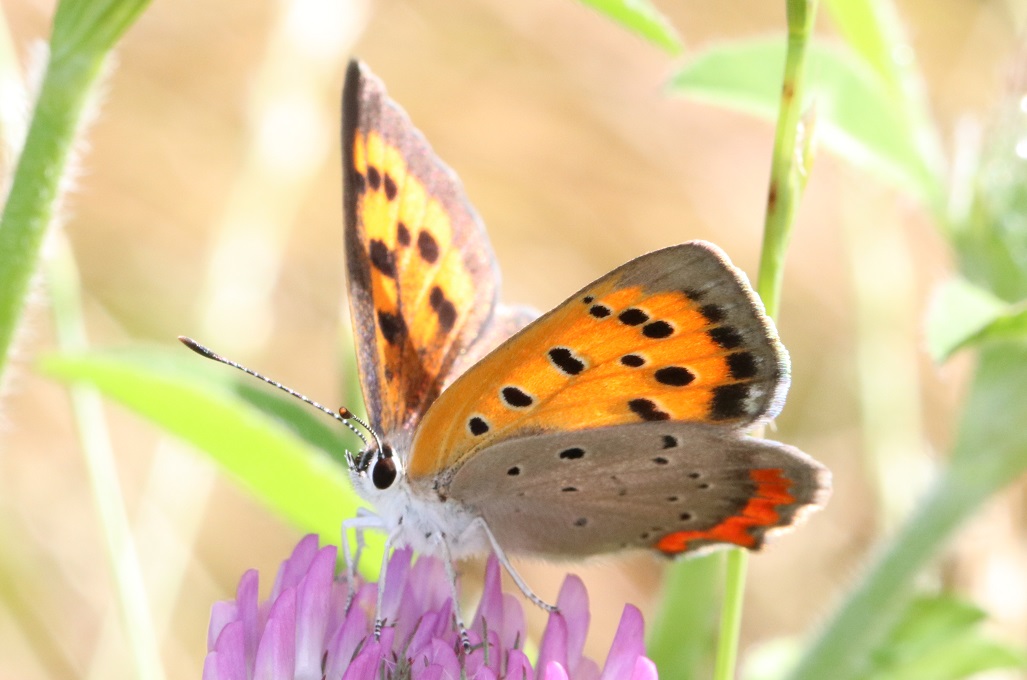 ベニシジミ【No.967】　Lycaena phlaeas
