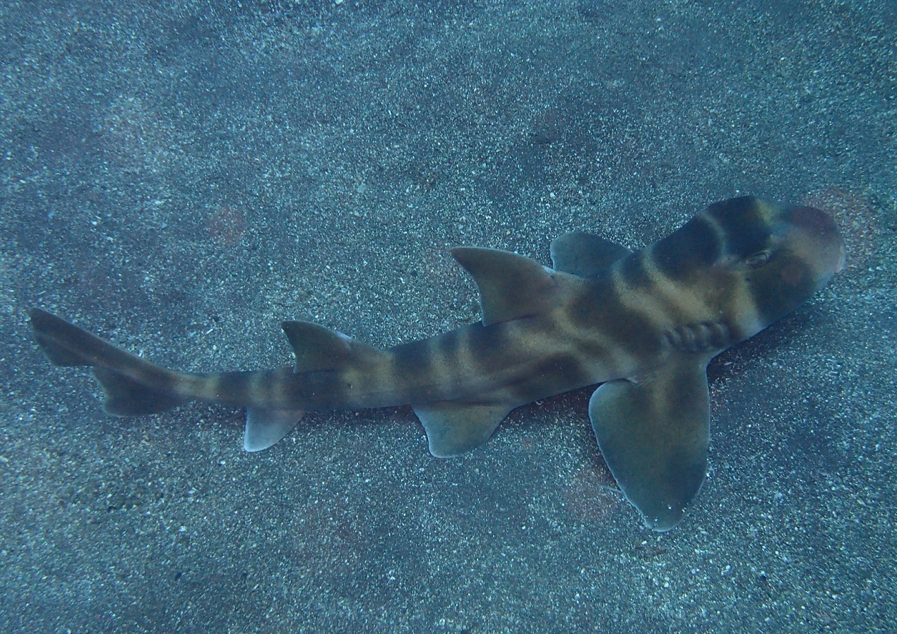 魚類一覧｜WEB生物図鑑