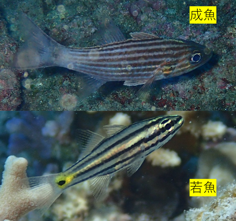 スダレヤライイシモチ【No.850】　Cheilodipterus intermedius