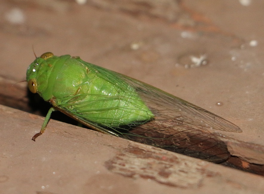 ミドリゼミの一種【No.420】　Dundubia sp.