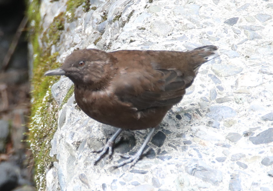 カワガラス【No.278】　Cinclus pallasii