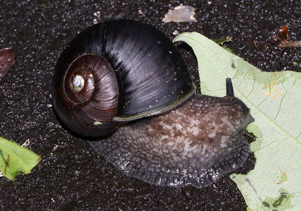 Wild個体 ブドウマイマイ(エゾマイマイ 黒色型 亜種)(黒色 カタツムリ) 7匹