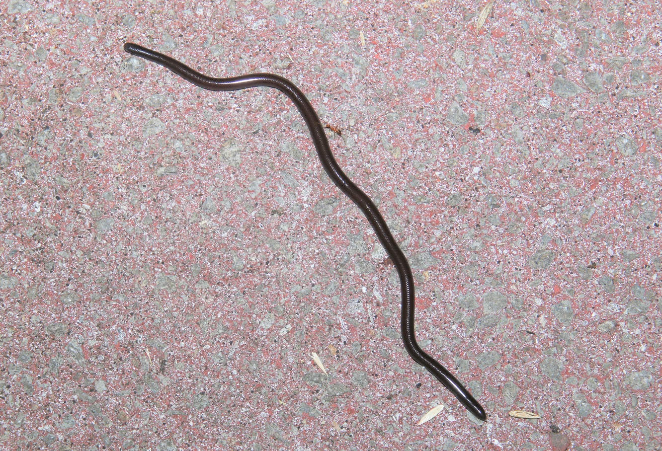 ブラーミニメクラヘビ【No.2204】　Ramphotyphlops braminus